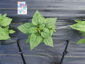 planttop