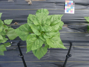 planttop