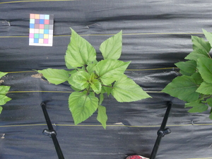 planttop
