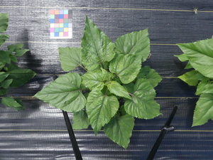 planttop