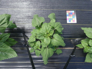 planttop