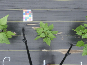 planttop