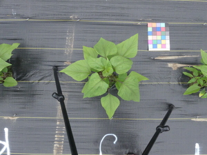 planttop