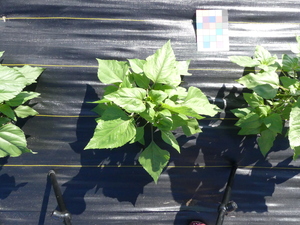 planttop