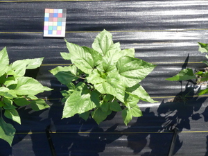 planttop