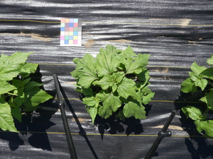 planttop