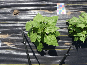 planttop
