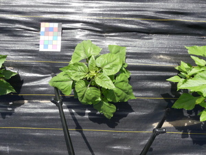 planttop