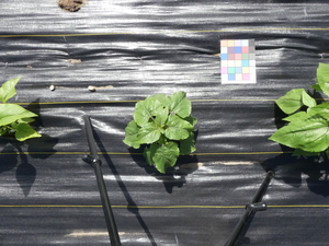 planttop