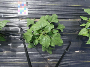 planttop