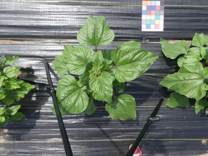 planttop