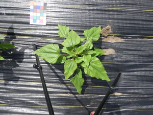 planttop