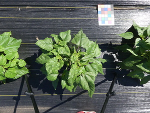 planttop