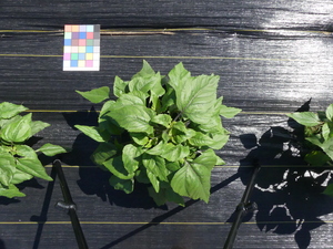 planttop