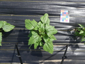 planttop
