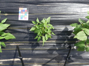 planttop