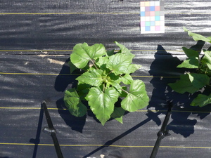 planttop