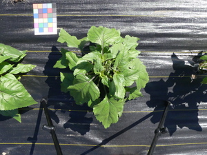 planttop