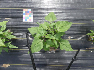planttop