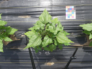 planttop