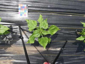planttop