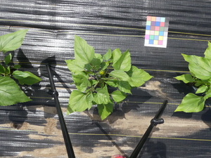 planttop