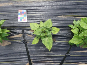 planttop