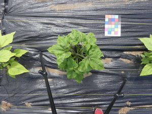 planttop