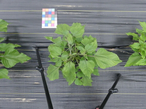 planttop