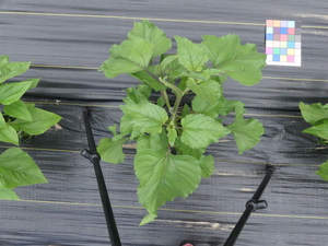 planttop