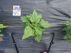 planttop