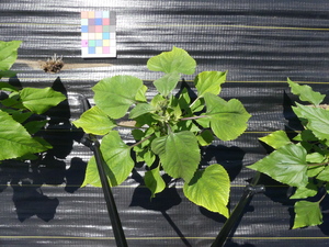 planttop