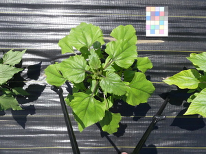 planttop