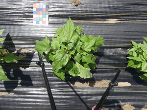 planttop