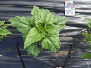 planttop