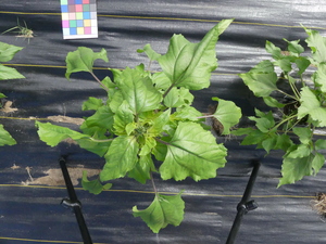 planttop