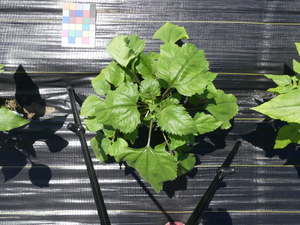 planttop