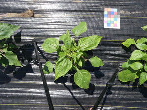 planttop