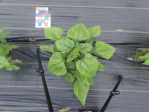 planttop