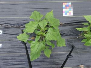 planttop