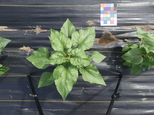 planttop