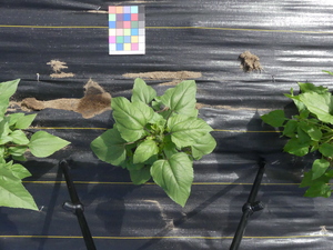 planttop