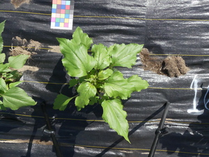 planttop