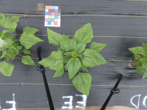 planttop
