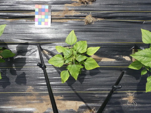 planttop