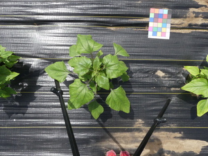 planttop