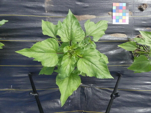 planttop