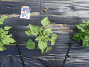 planttop