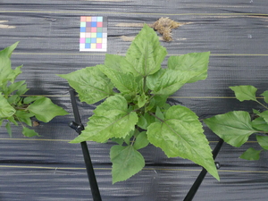 planttop