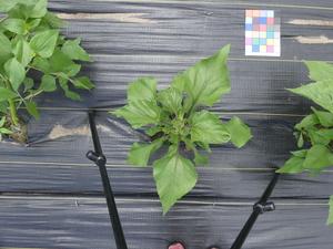 planttop